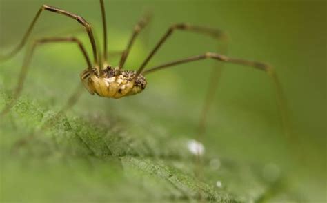 schneiderspinne|Weberknecht: Tier